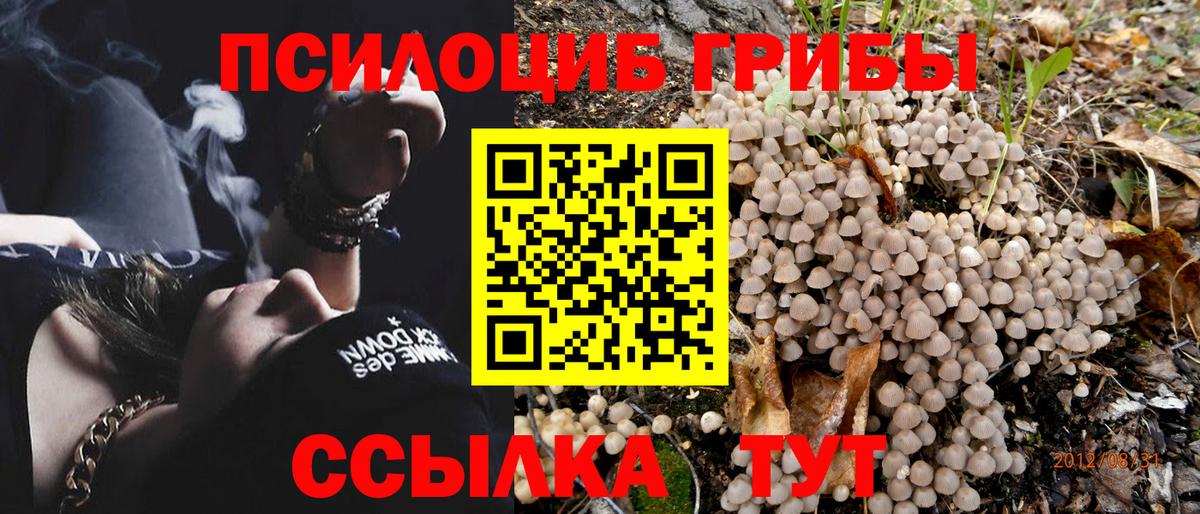 Пятигорск  Псилоцибиновые грибы Psilocybe  Вход с VPN 